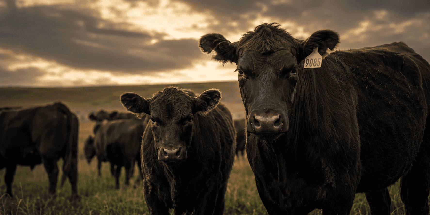 Protea Wagyu Co — cattle